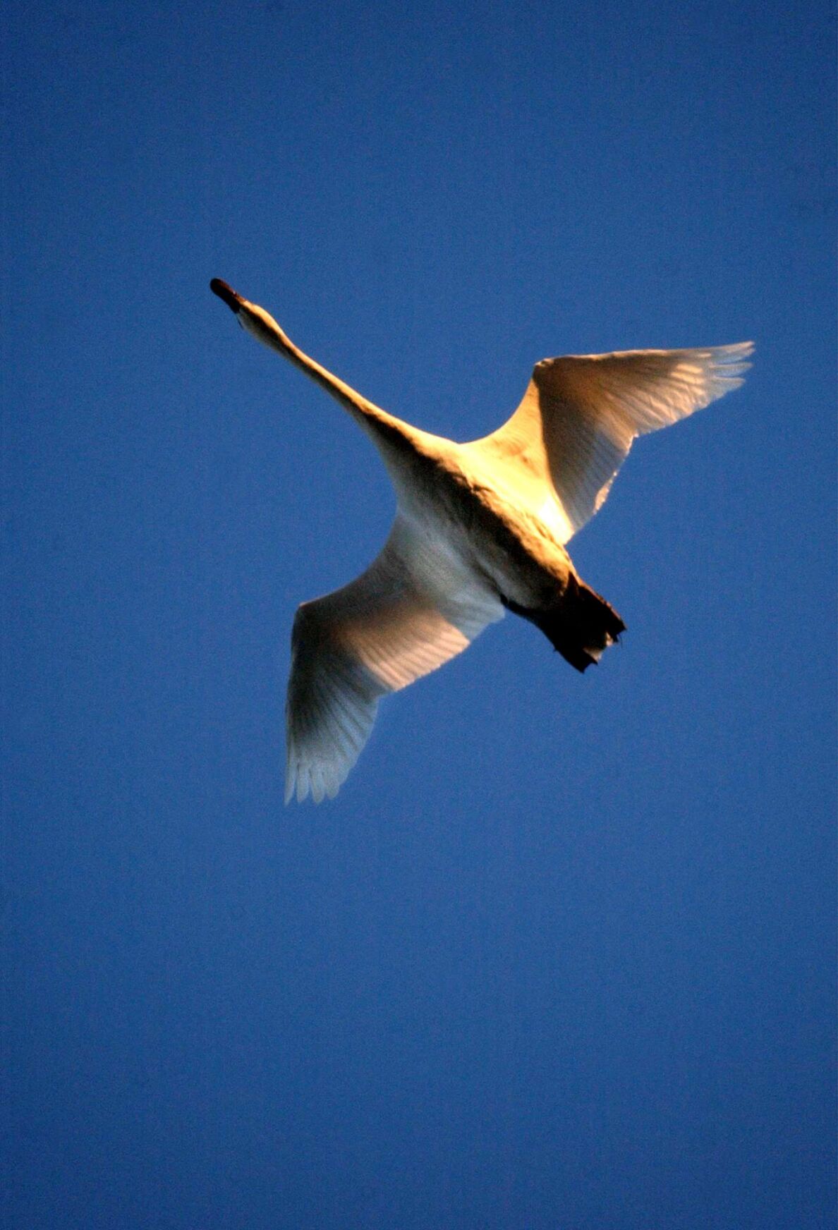 Liv I know a story tundra swan.jpg